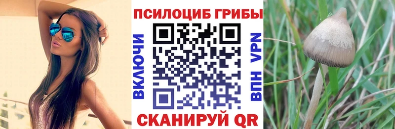 Галлюциногенные грибы Psilocybine cubensis  гидра ССЫЛКА  Остров  наркотики 